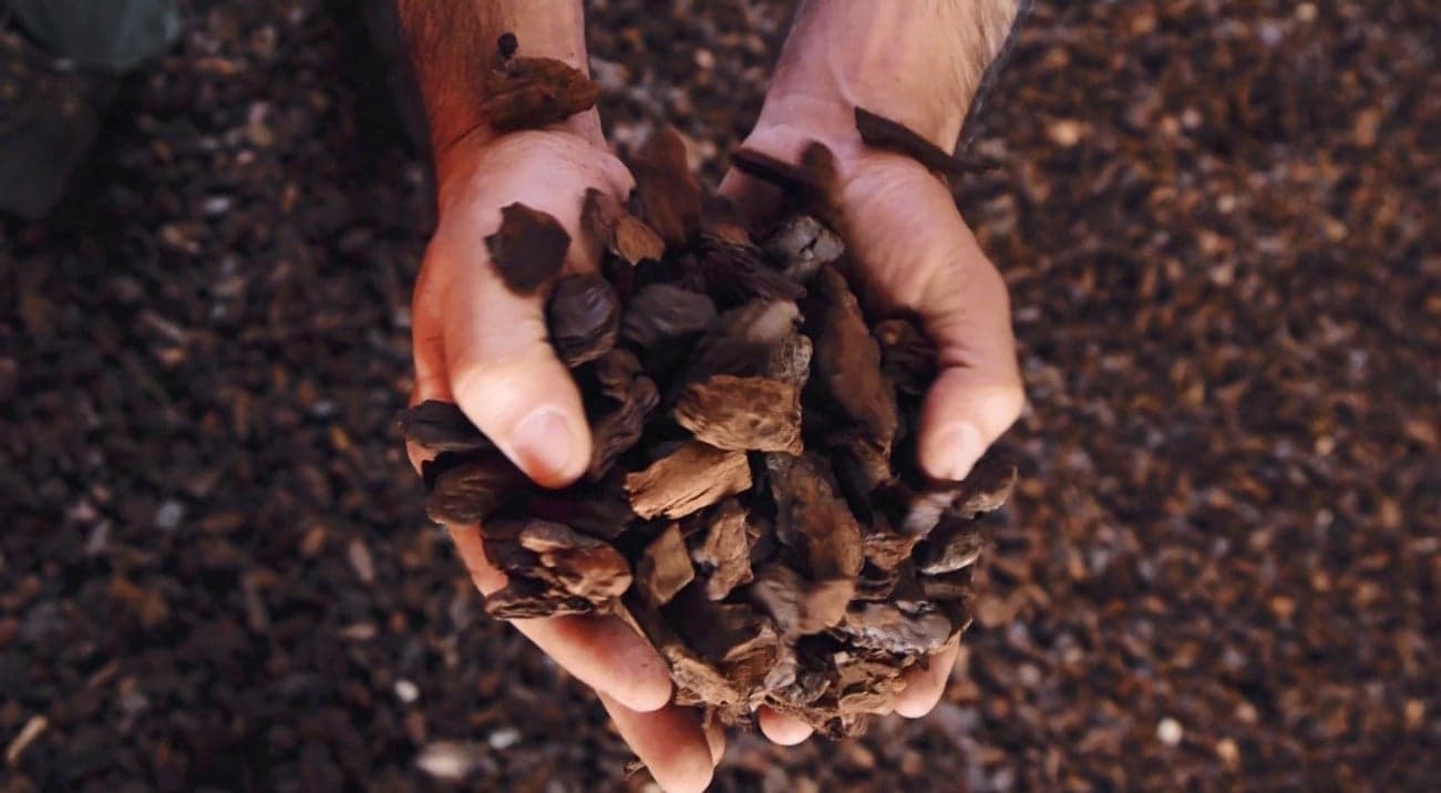 Casca de pinheiro na horta e/ou jardim: conheça as vantagens desta cobertura vegetal/ orgânica