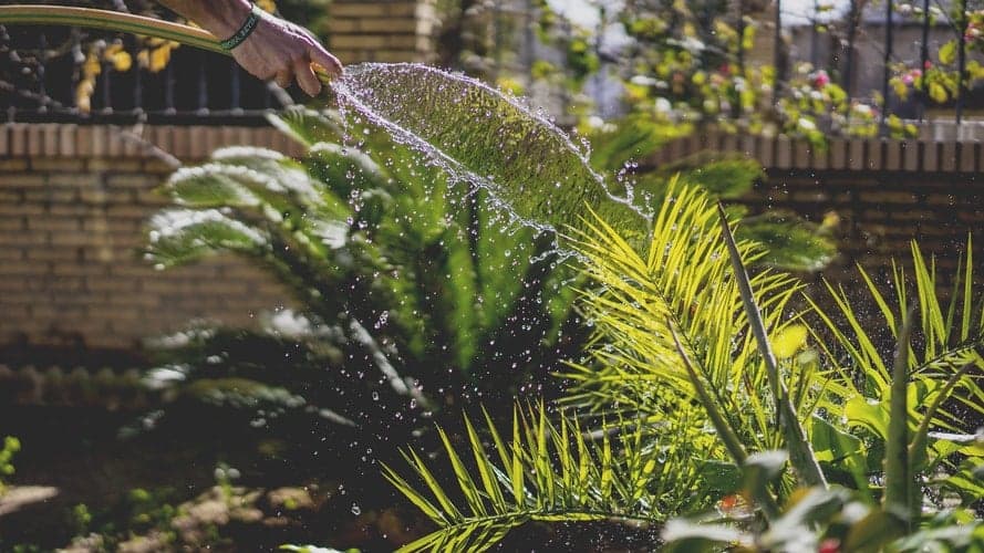Conheça a importância da manutenção do seu jardim