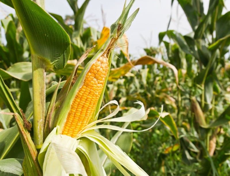 10º Colóquio Nacional do Milho debate megatendências no setor agroalimentar até 2050