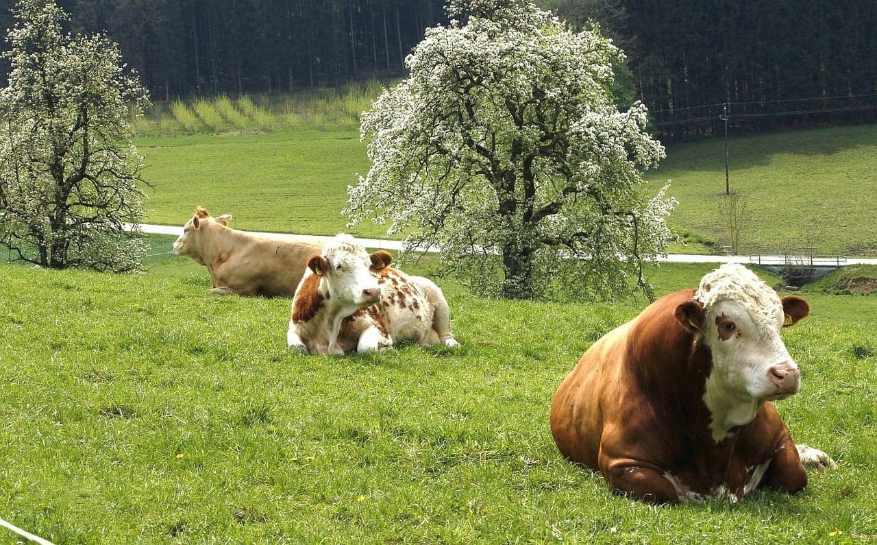 A Etnozootecnia no contexto da produção animal local: saiba em que consiste