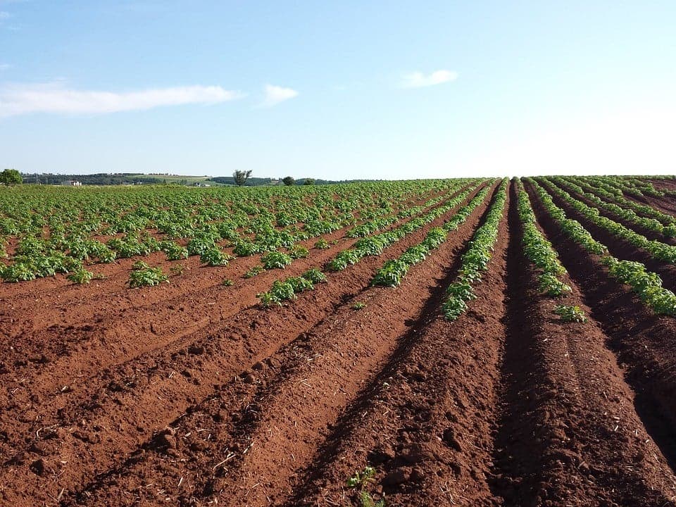Conheça uma breve síntese sobre a evolução da produção e dos preços na agricultura e pescas