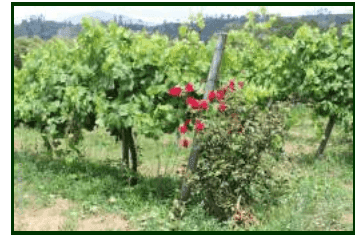 Afinal, porque se colocam roseiras nas vinhas?