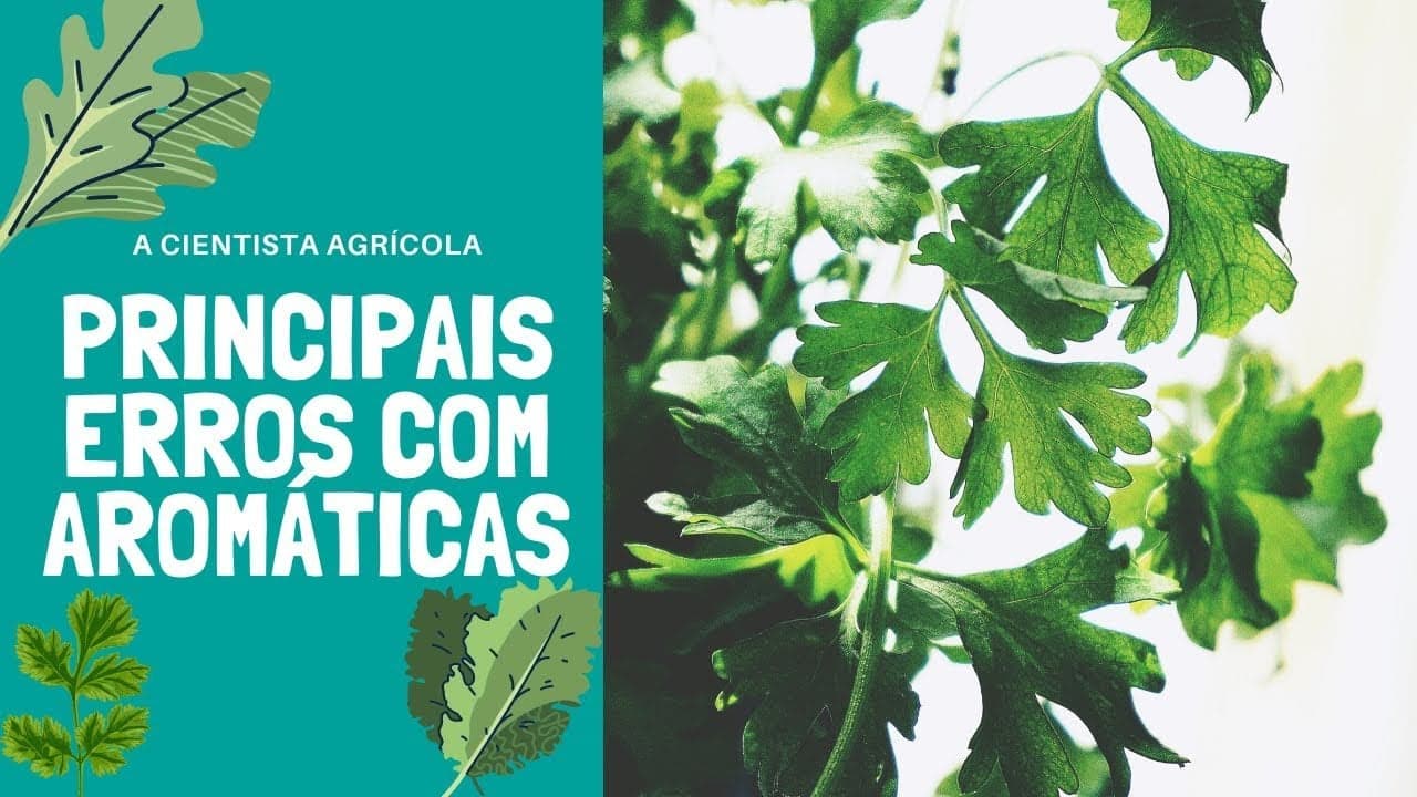 ERVAS AROMÁTICAS: descubra se está a cuidar delas corretamente