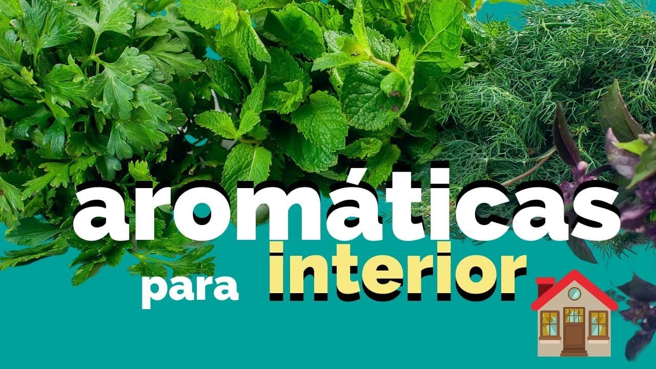 5 ervas aromáticas para o interior de sua casa