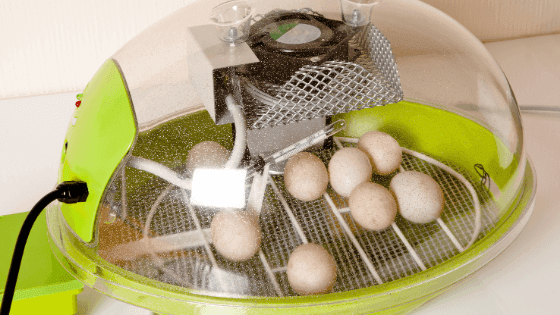 Como chocar ovos de galinha: segredos de uma boa incubação