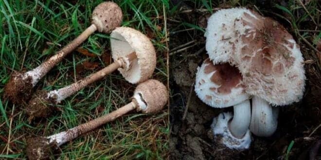 Outono é tempo de apanha de cogumelos. Atenção aos venenosos. Distinga o Frade bom do Frade mau