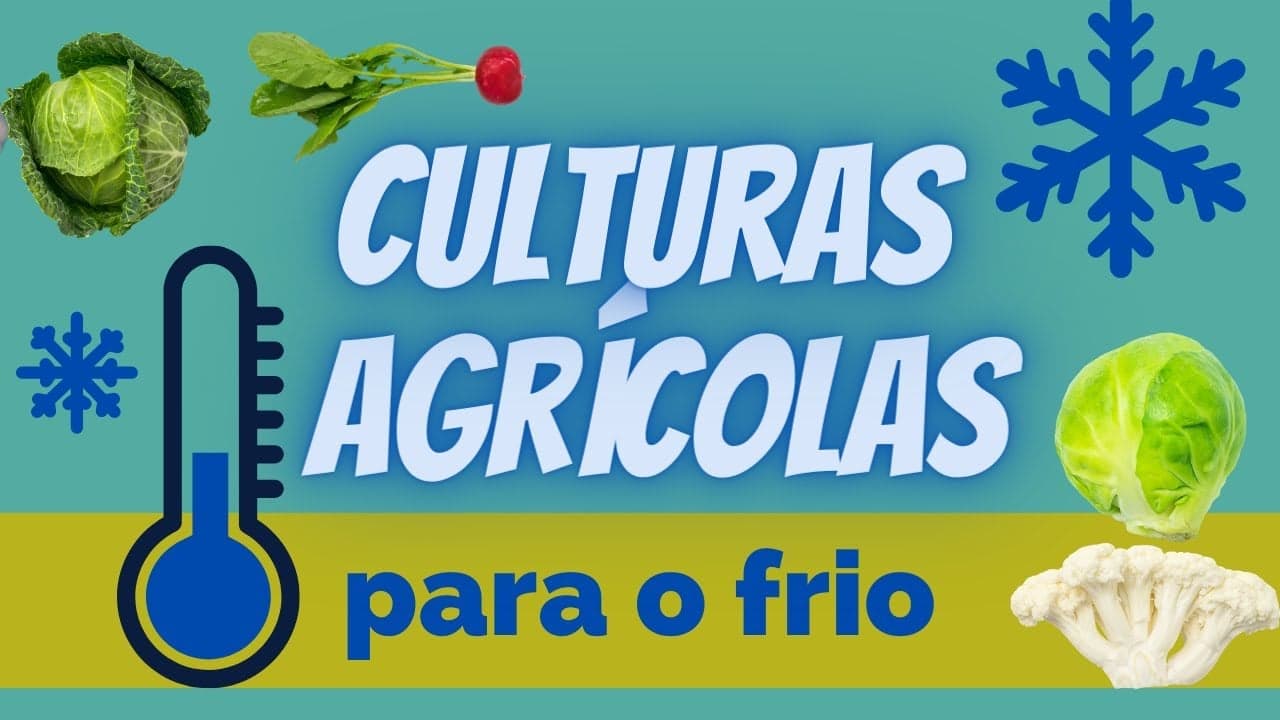 Saiba que culturas se adaptam bem ao frio do Inverno #2