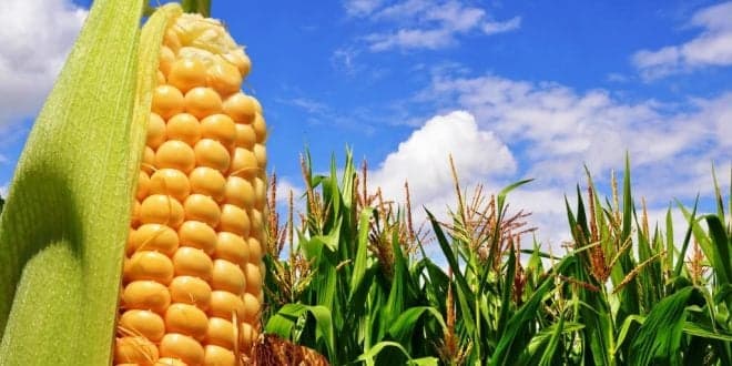 11º Colóquio Nacional do Milho 2021 já tem programa