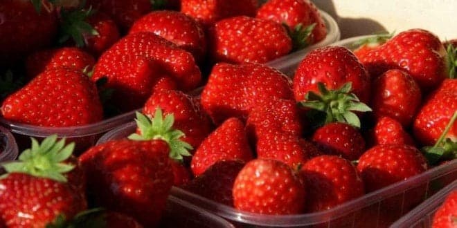Como cultivar morangos em casa: um guia técnico para iniciantes