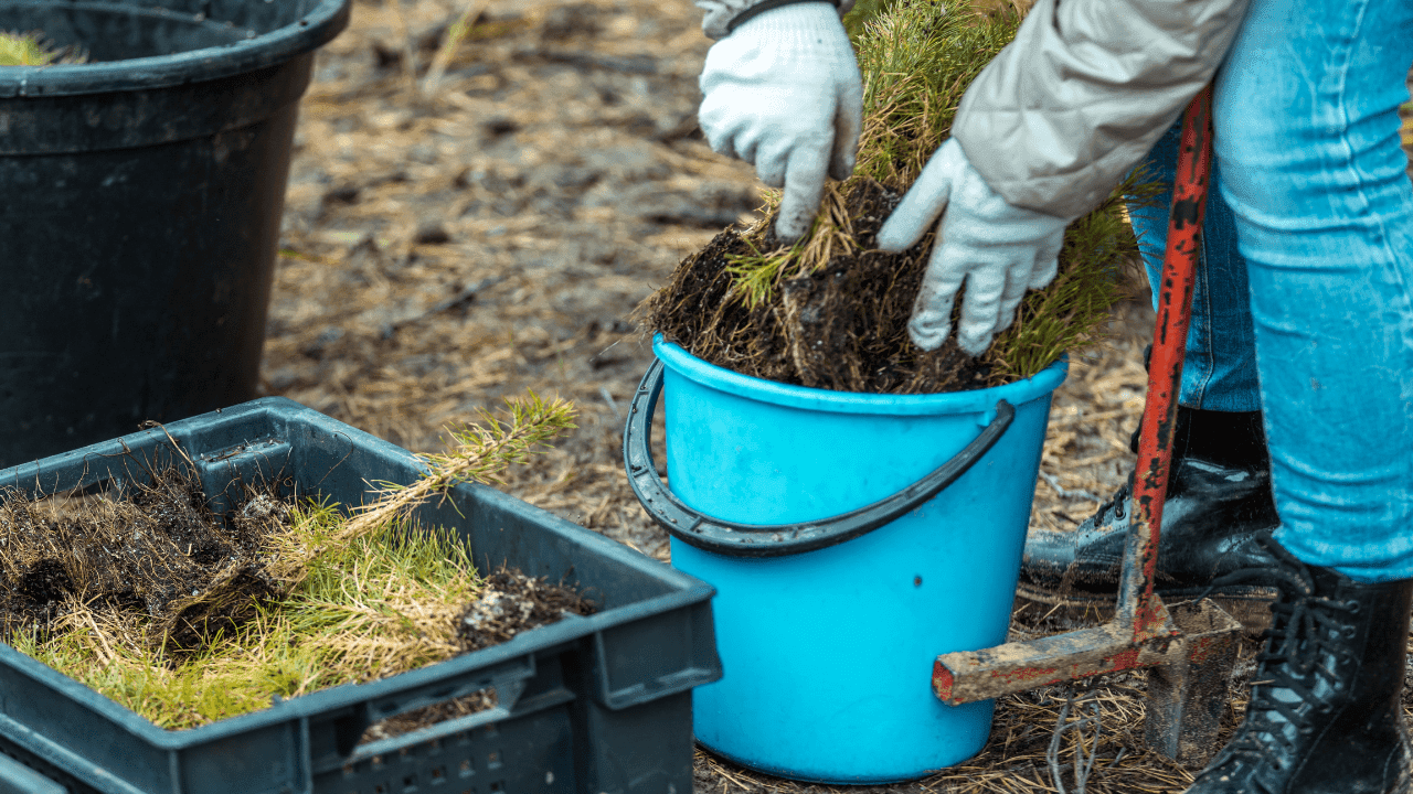Saiba como garantir uma maior taxa de sobrevivência das jovens plantas florestais