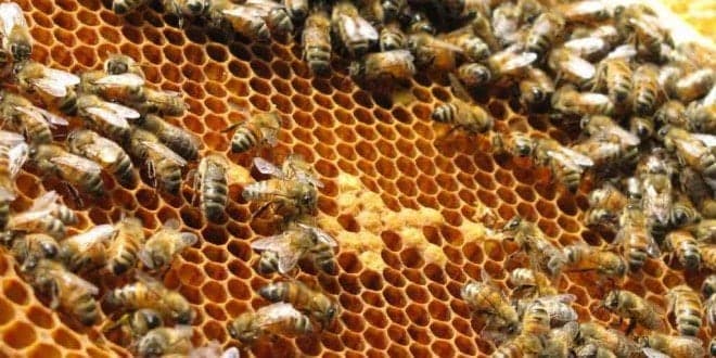 Apicultura. Cientistas criam fungo que acaba com a varroose sem produtos químicos