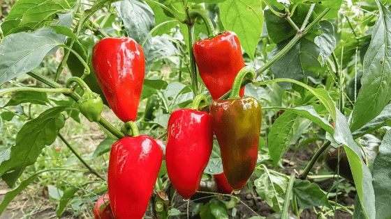 Como cultivar pimentos:  conheça os cuidados que deve ter em conta