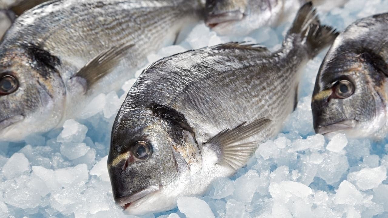 Estudo da Universidade de Coimbra conclui que as alterações climáticas afetam o ciclo de vida do robalo