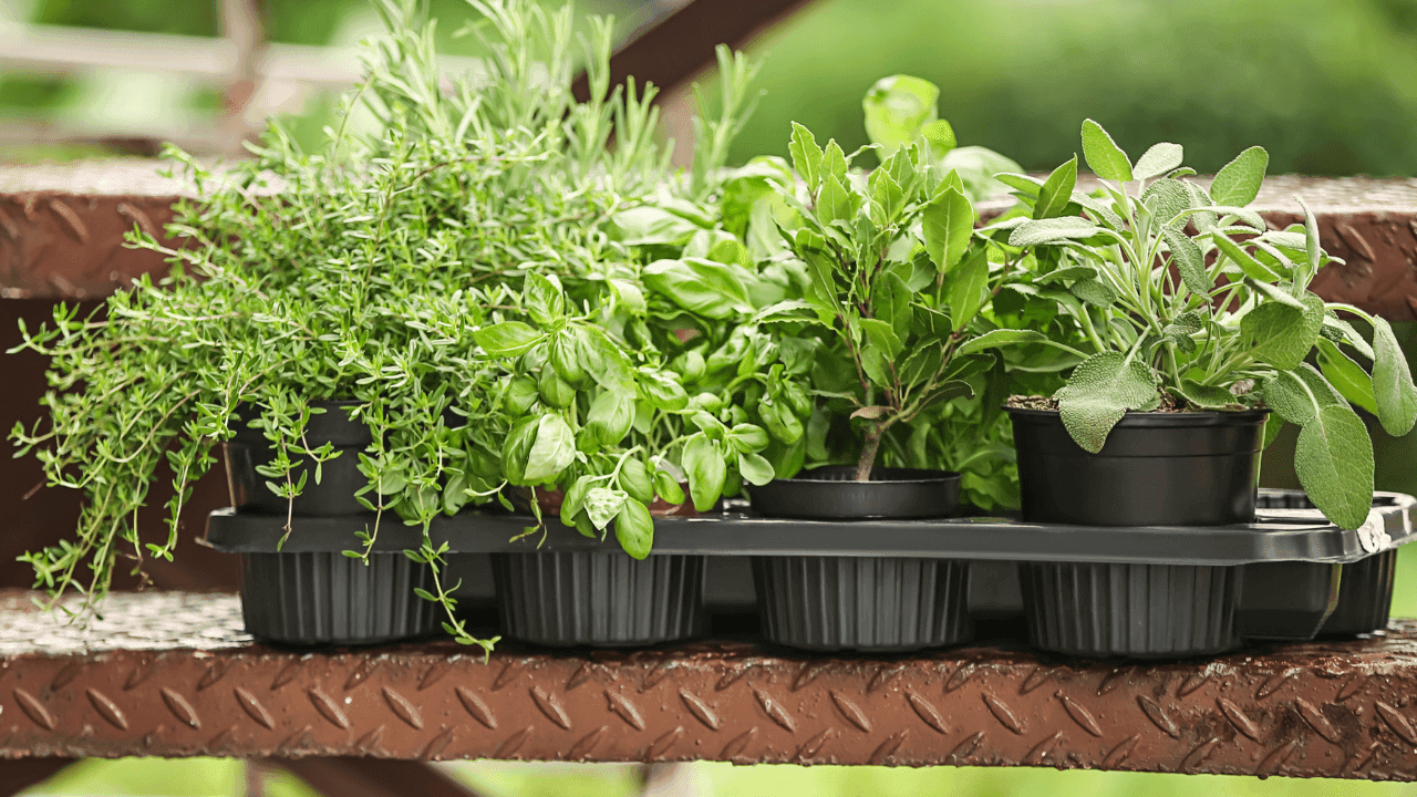 Cultivar aromáticas no frio: 5 exemplos para começar (ou recomeçar)