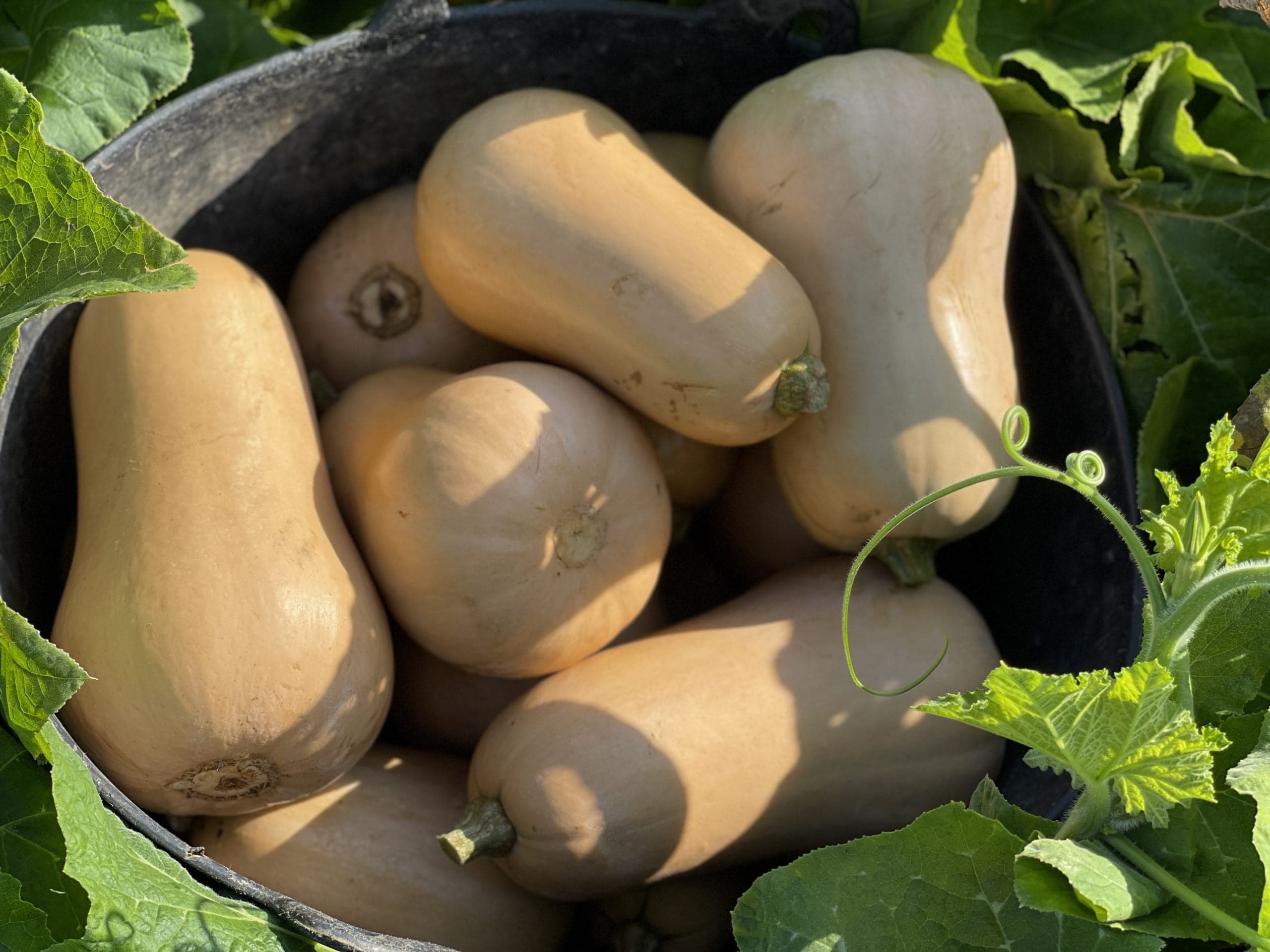 Produtores de Portugal e de Espanha lançam  Love Butternut para promover o consumo de abóbora