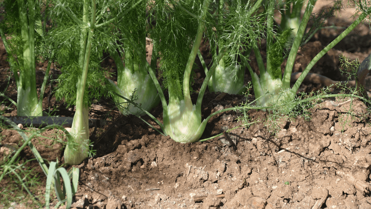 Como cultivar funcho: tudo o que deve saber para ter sucesso