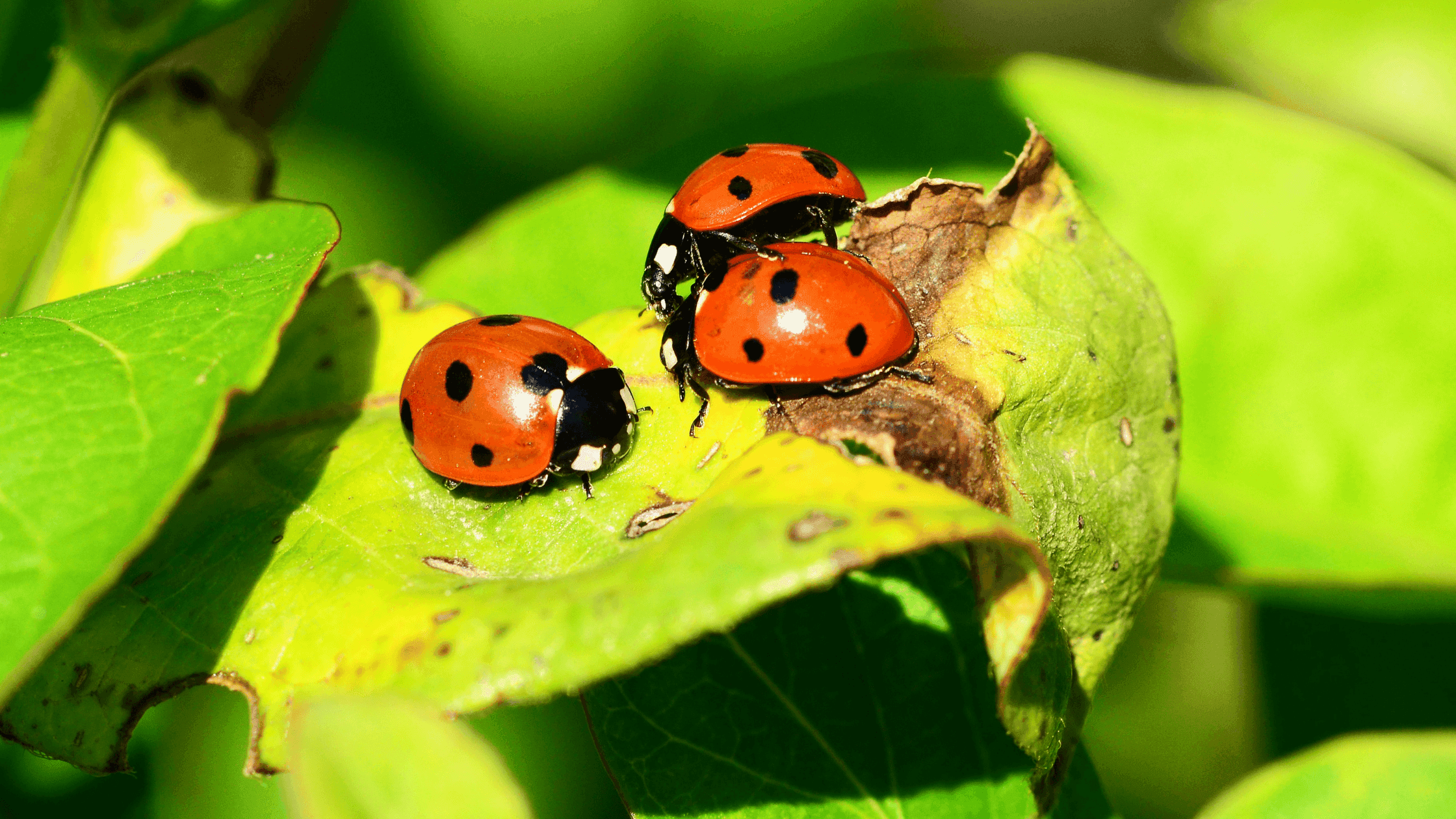 7 plantas que ajudam a atrair joaninhas para a sua horta