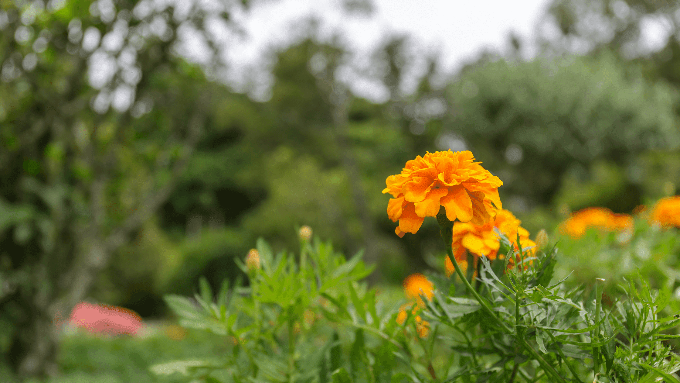 Tagetes:  saiba mais sobre esta planta e quais os seus benefícios na horta