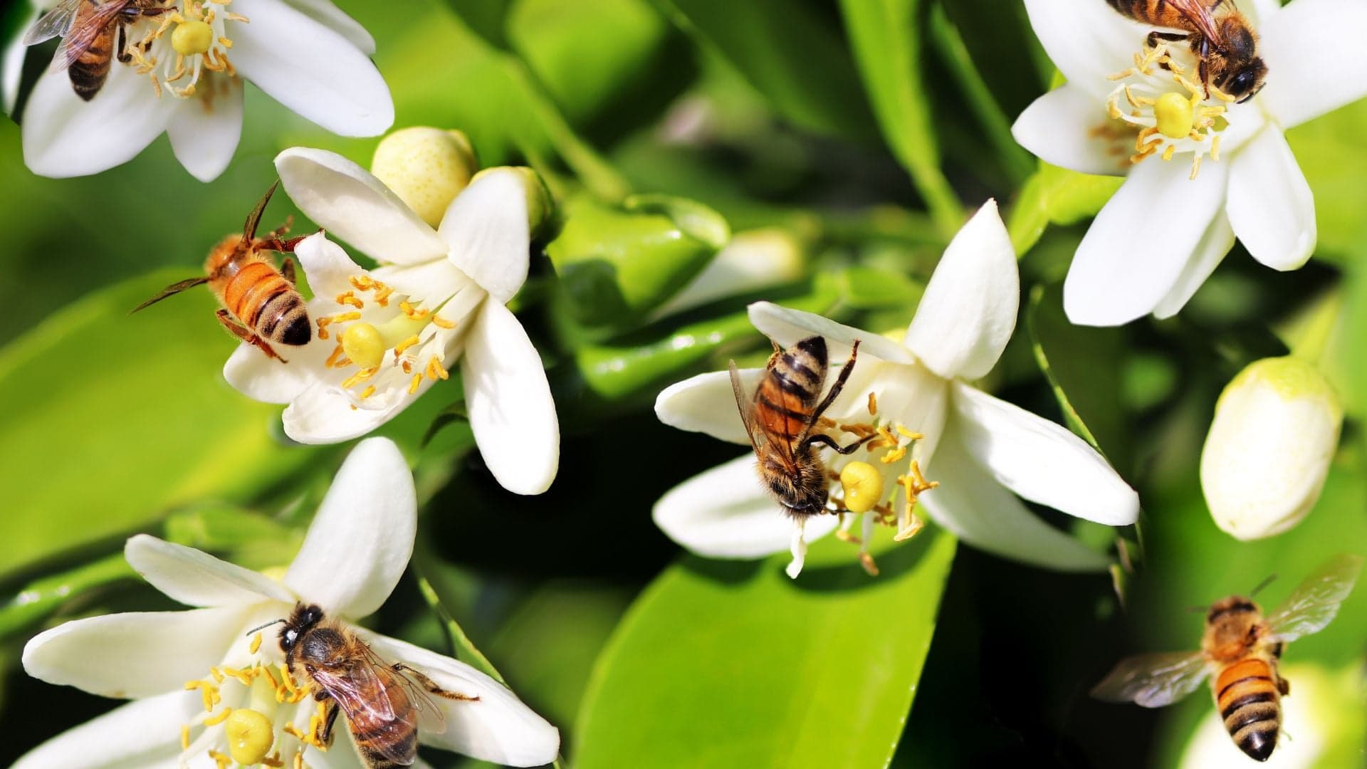 🌻🐝 15 Plantas para Atrair Abelhas para o seu Jardim 🌼🐝