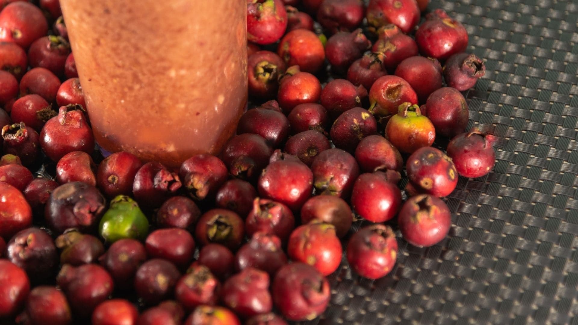 Como produzir araçás: principais características e dicas de cultivo que deve ter em conta