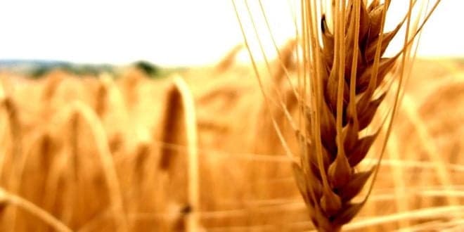 INE: défice da balança comercial do trigo pode agravar-se 60% em 2022