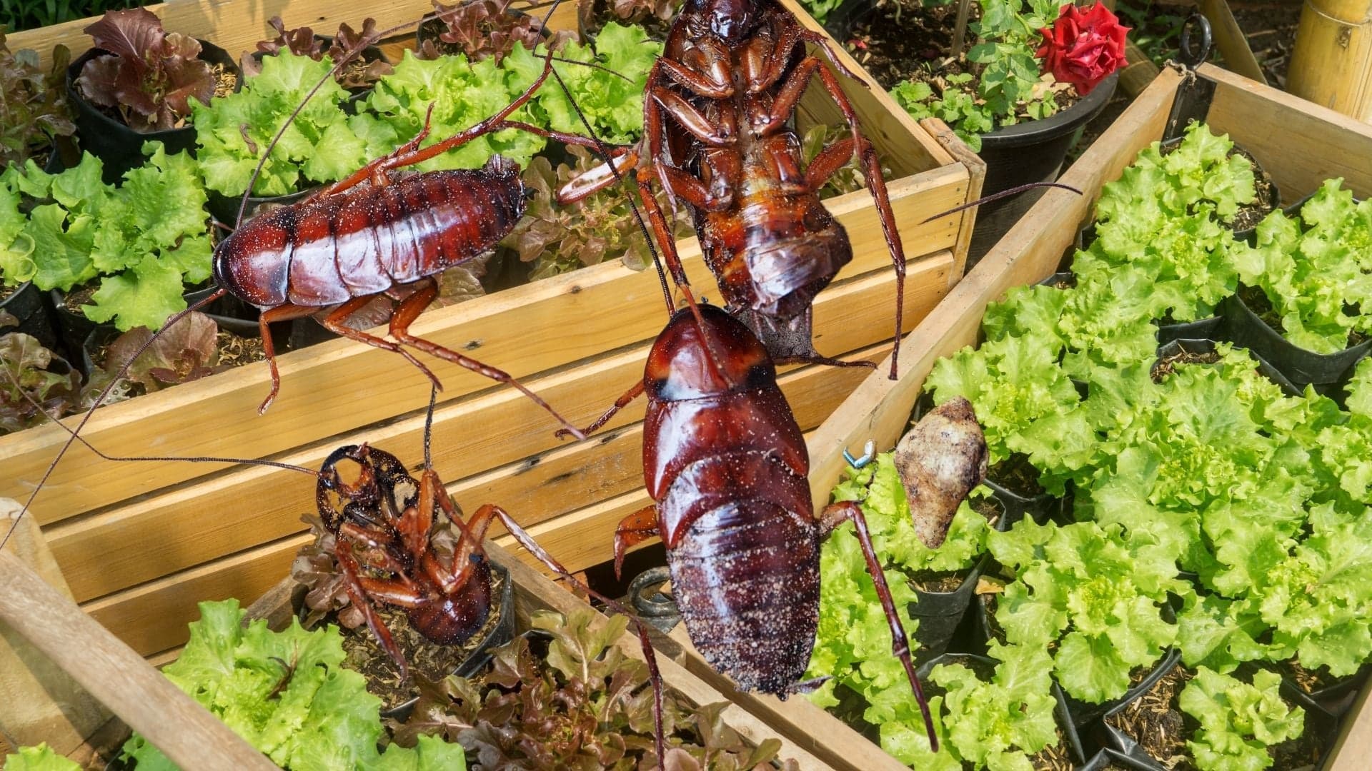 Saiba como acabar com as baratas na sua horta e jardim