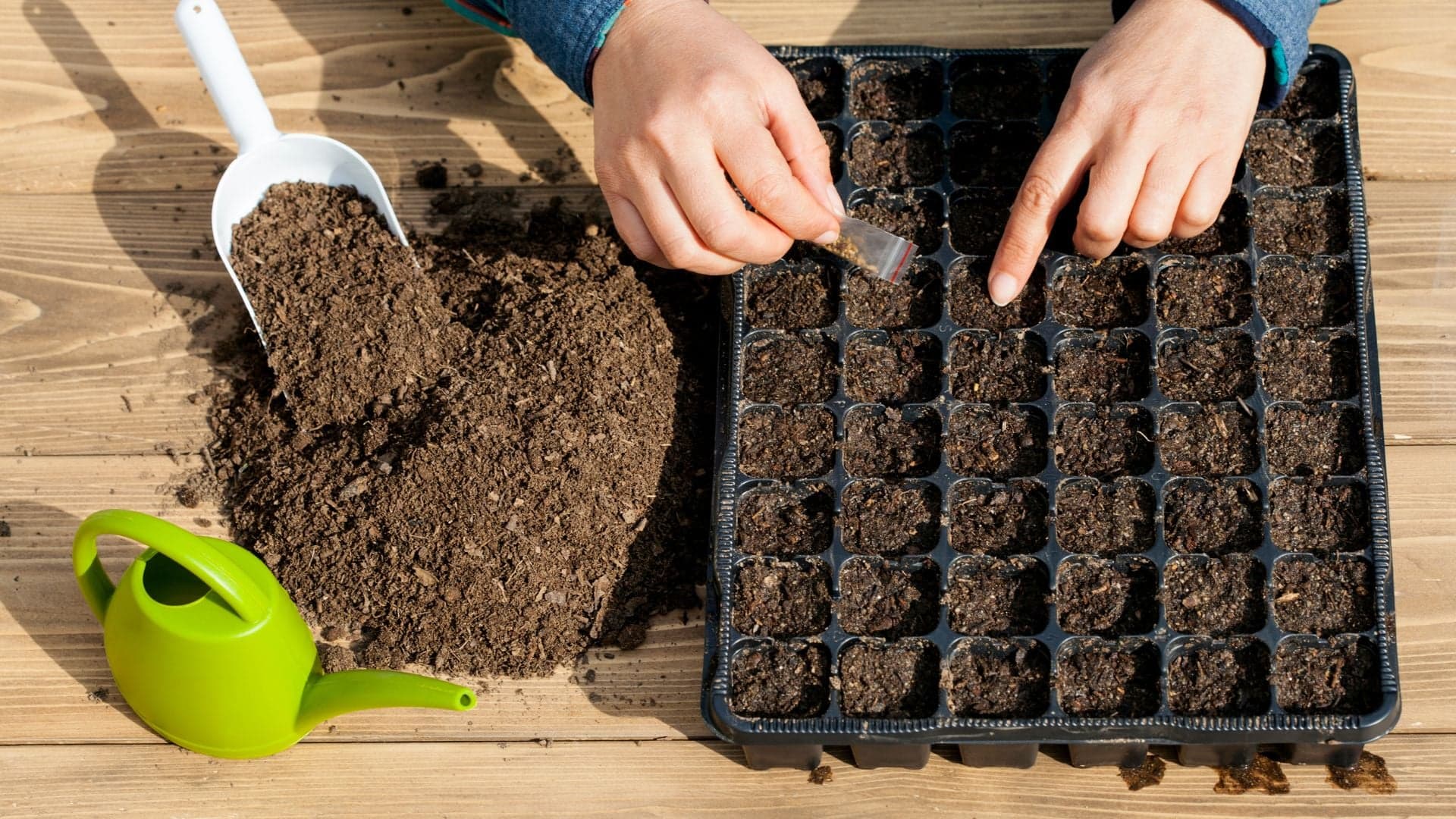 Tudo o que deve ter em conta para uma boa germinação de sementes
