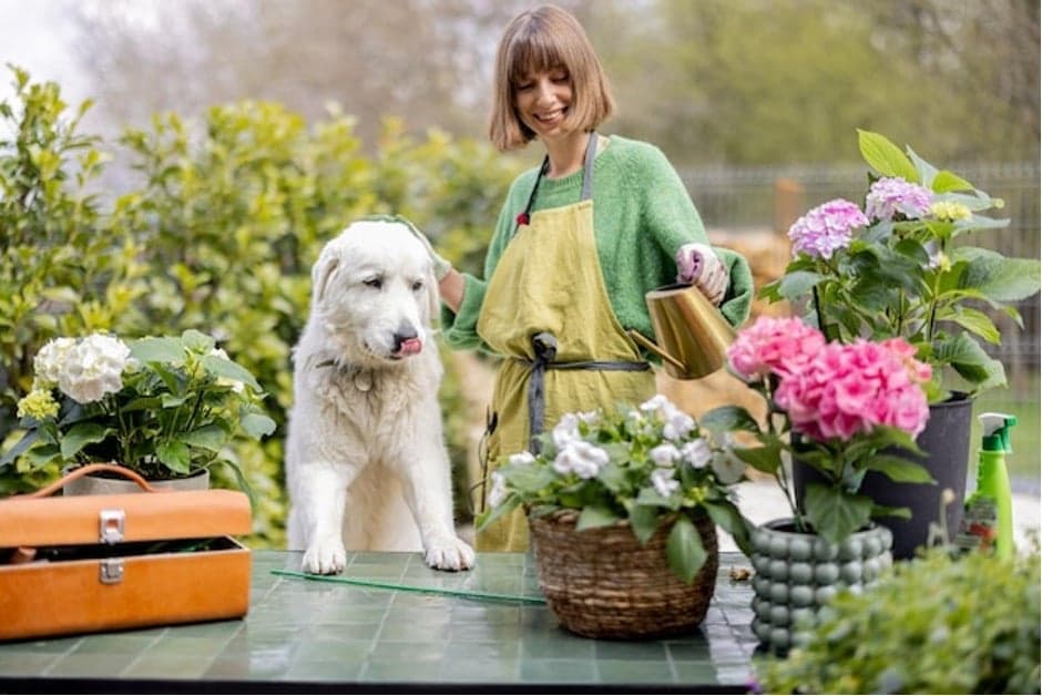 10 dicas para quem tem animais de companhia e plantas de interior