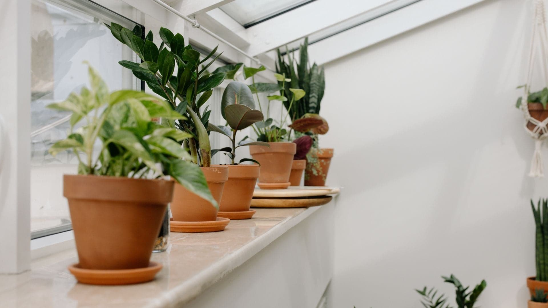 Saiba como cuidar de plantas de interior: principais cuidados
