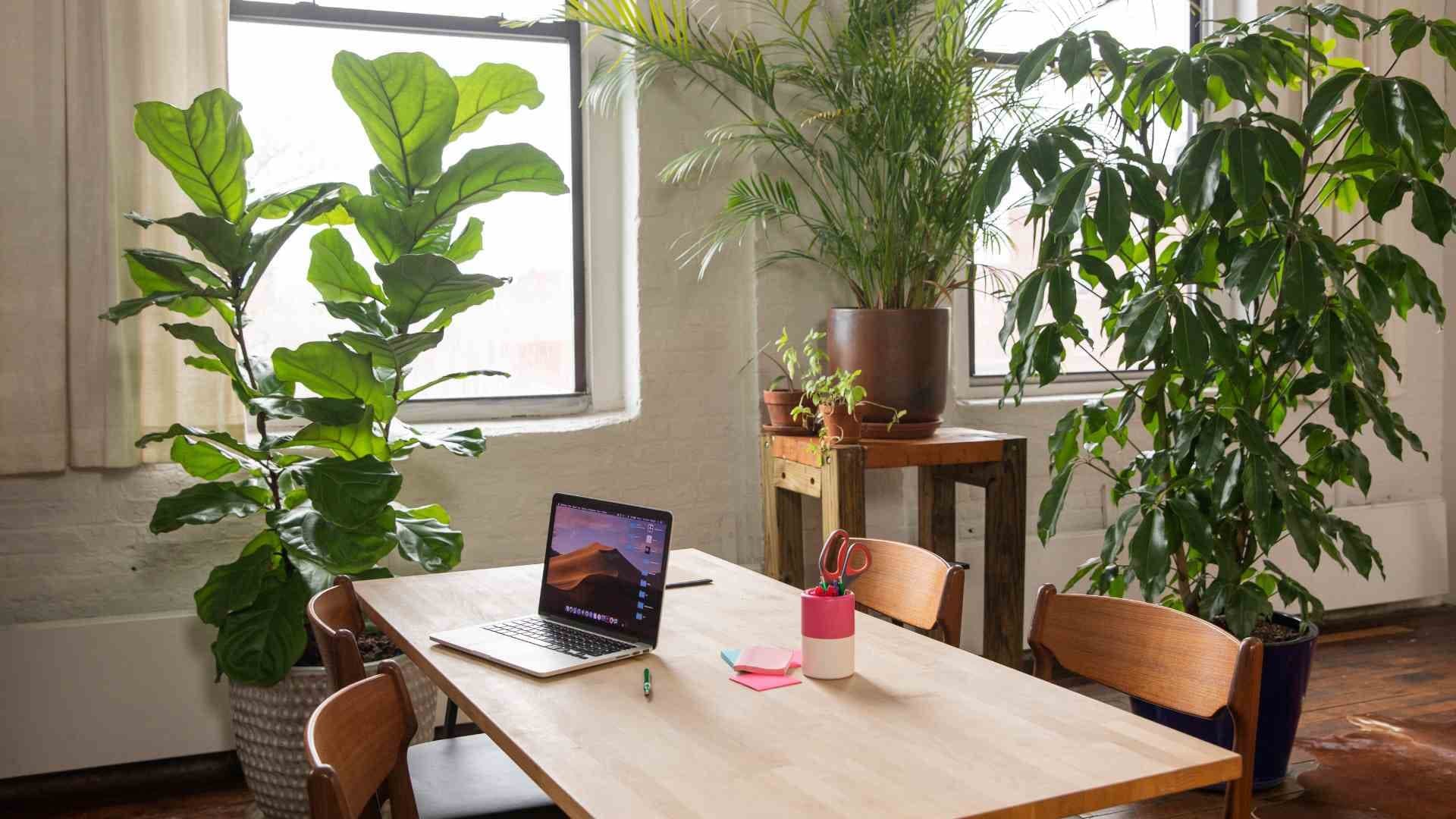 Quais as melhores plantas para ter no escritório?