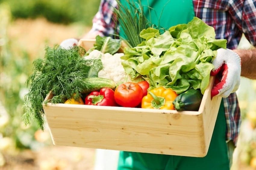 5 dicas para ter uma horta mais produtiva