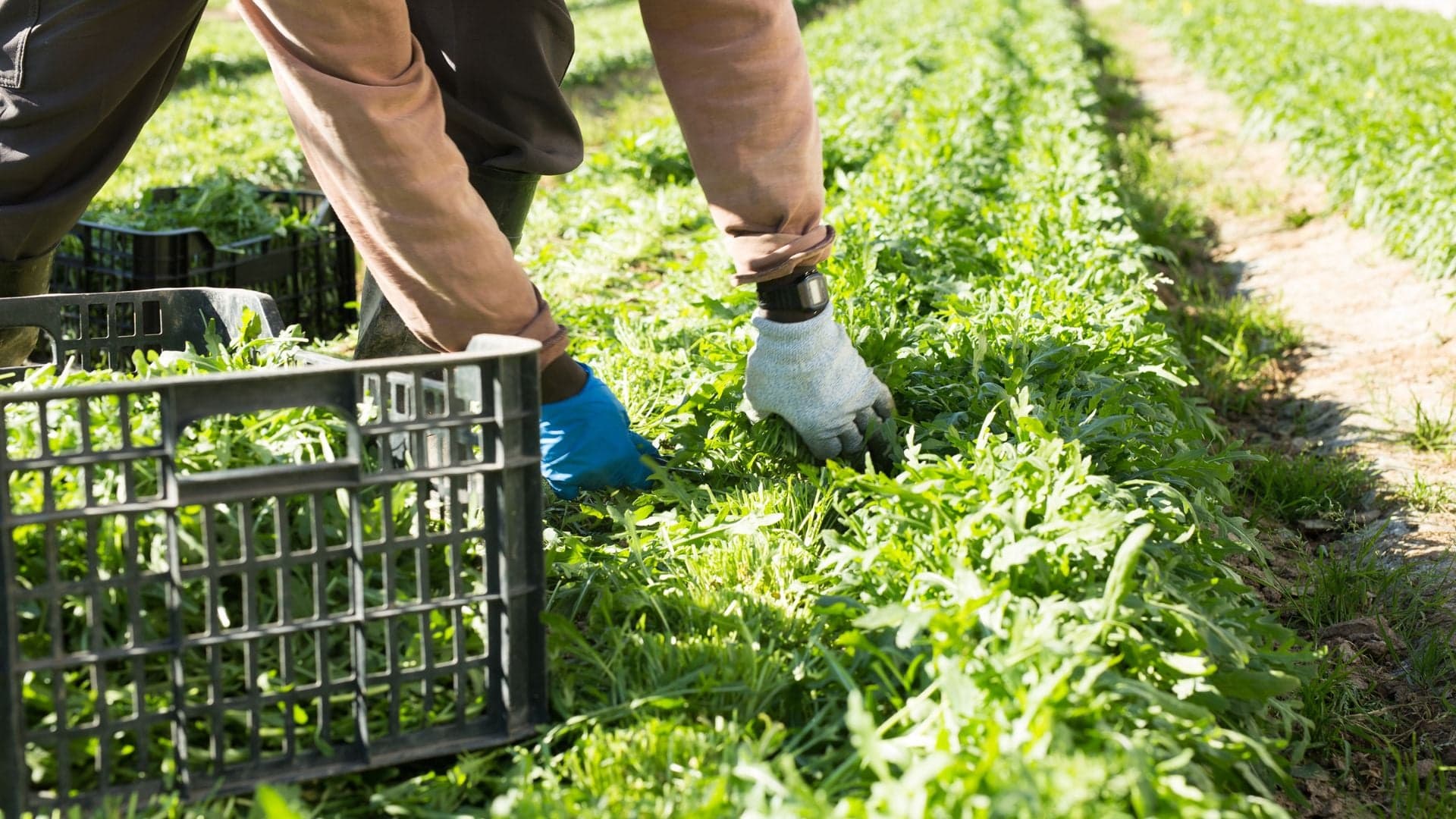 Como cultivar rúcula: tudo o que deve saber para a produzir
