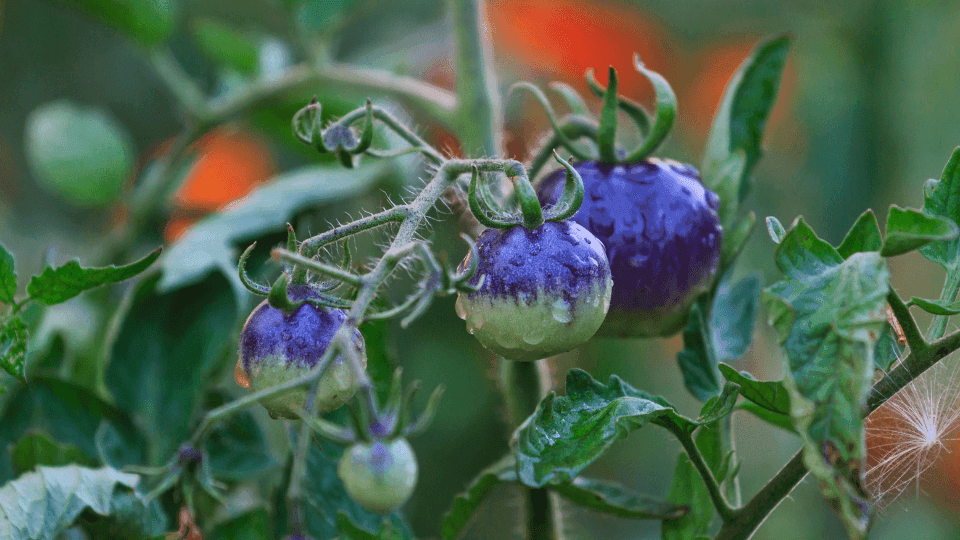 🍅 Tomate Azul: a variedade Excepcional que precisa conhecer✨