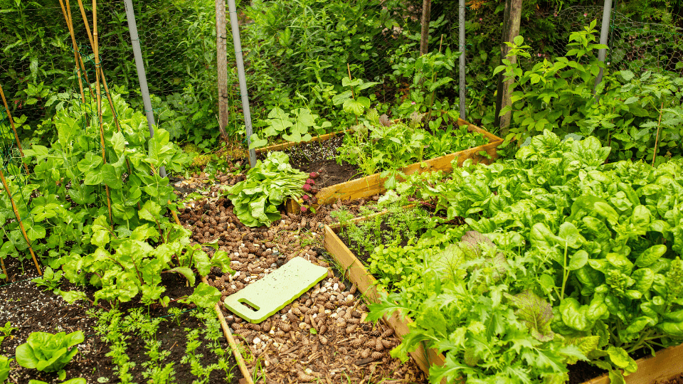 🌱🍅  Como começar a sua própria horta biológica em casa 🏠🌻