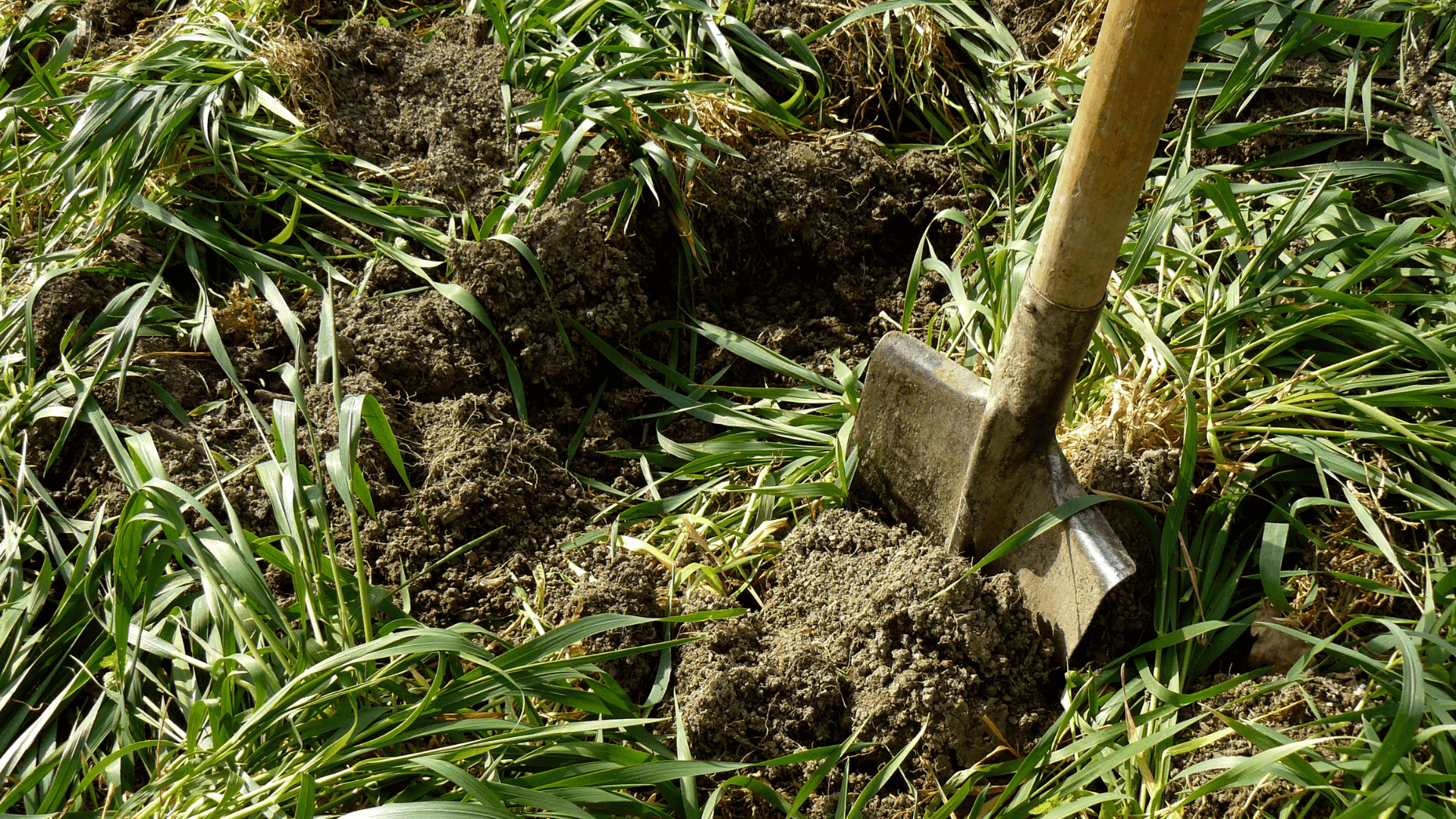 7 exemplos de adubos verdes de primavera-verão que deve cultivar