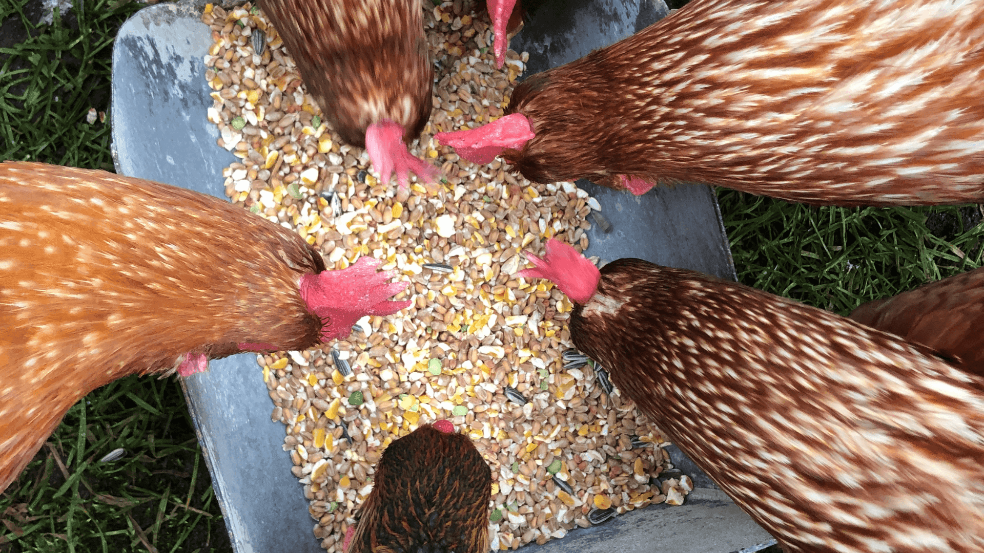 🐔🌾 Como escolher a melhor ração para as suas galinhas! 🍽️💡