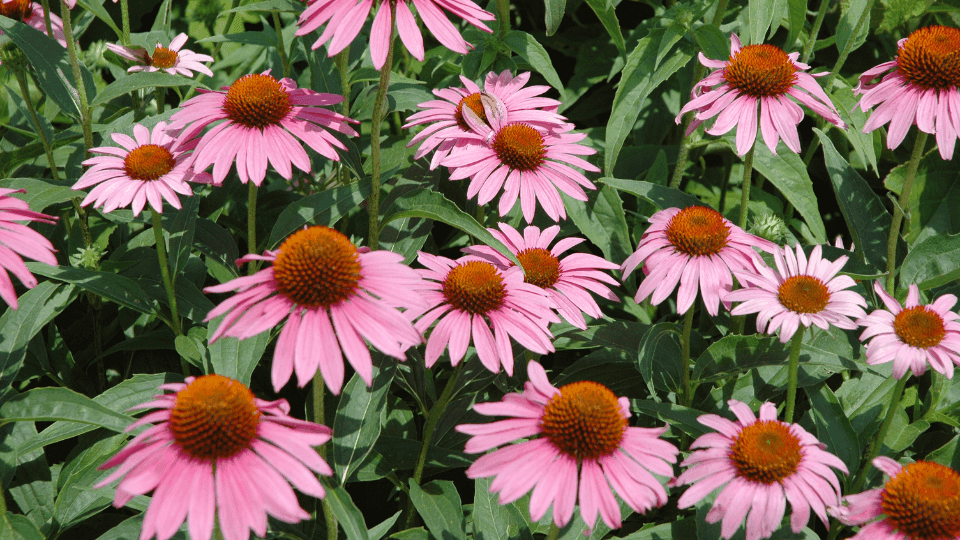 Da semente à flor: dicas para cultivar equinácea no seu quintal
