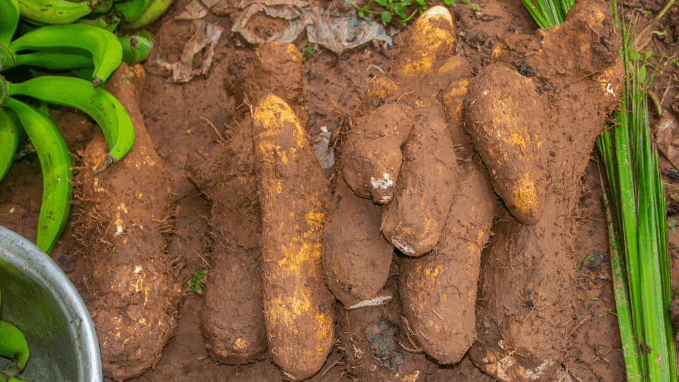 Cultivo de inhame: tudo o que precisa  saber para uma produção bem sucedida