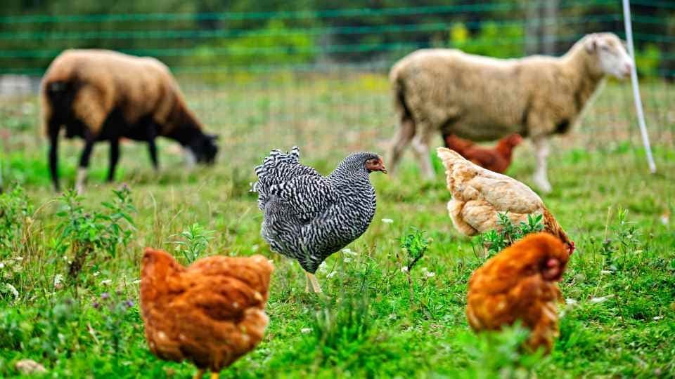 🌱✨ Agricultura Biodinâmica: como cultivar seguindo os príncipios🌿🌍