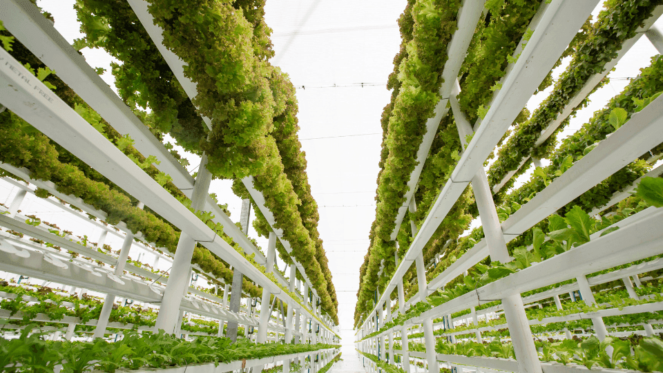 🌿🌍 Explore 8 projetos fascinantes de agricultura vertical ao redor do mundo! 🌱🌎