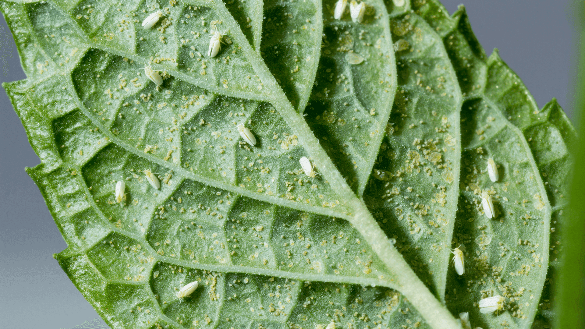 Mosca branca: Como identificar, tratar e prevenir esta praga