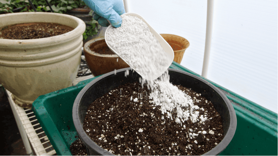 Os Segredos da Perlite: vantagens para a usar nas suas culturas