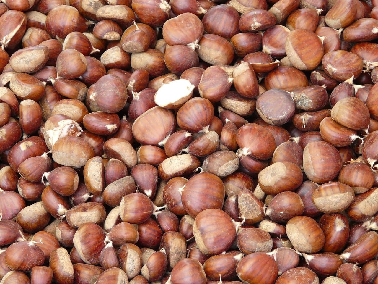 Produção de castanha: conheça 4 variedades de castanha nacional
