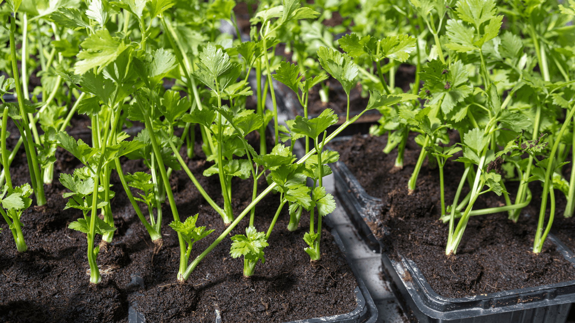Como semear salsa: aprende todos os passos desde a semente até à colheita