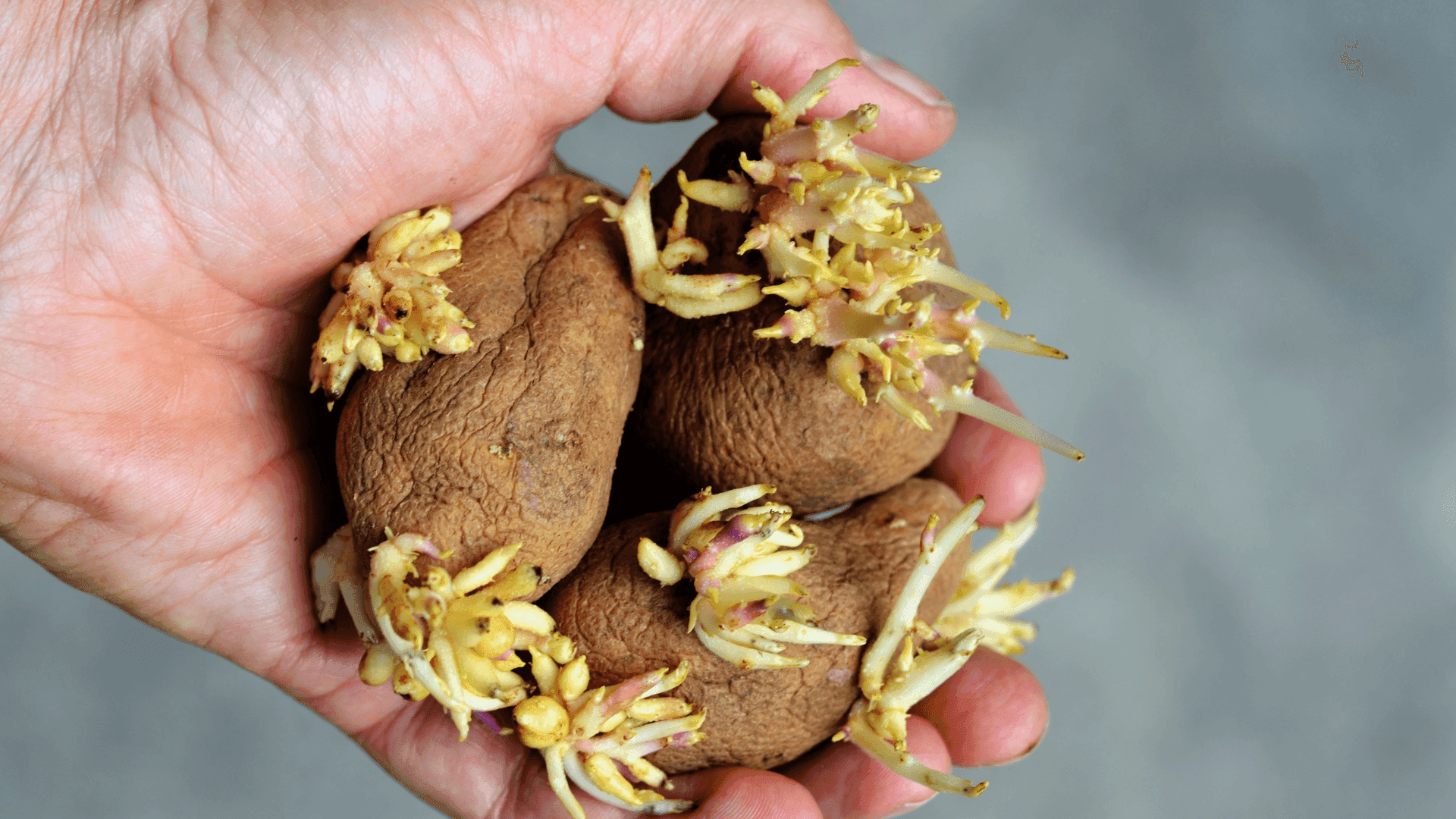 Saiba como evitar que as batatas grelem: aprenda a conservar melhor