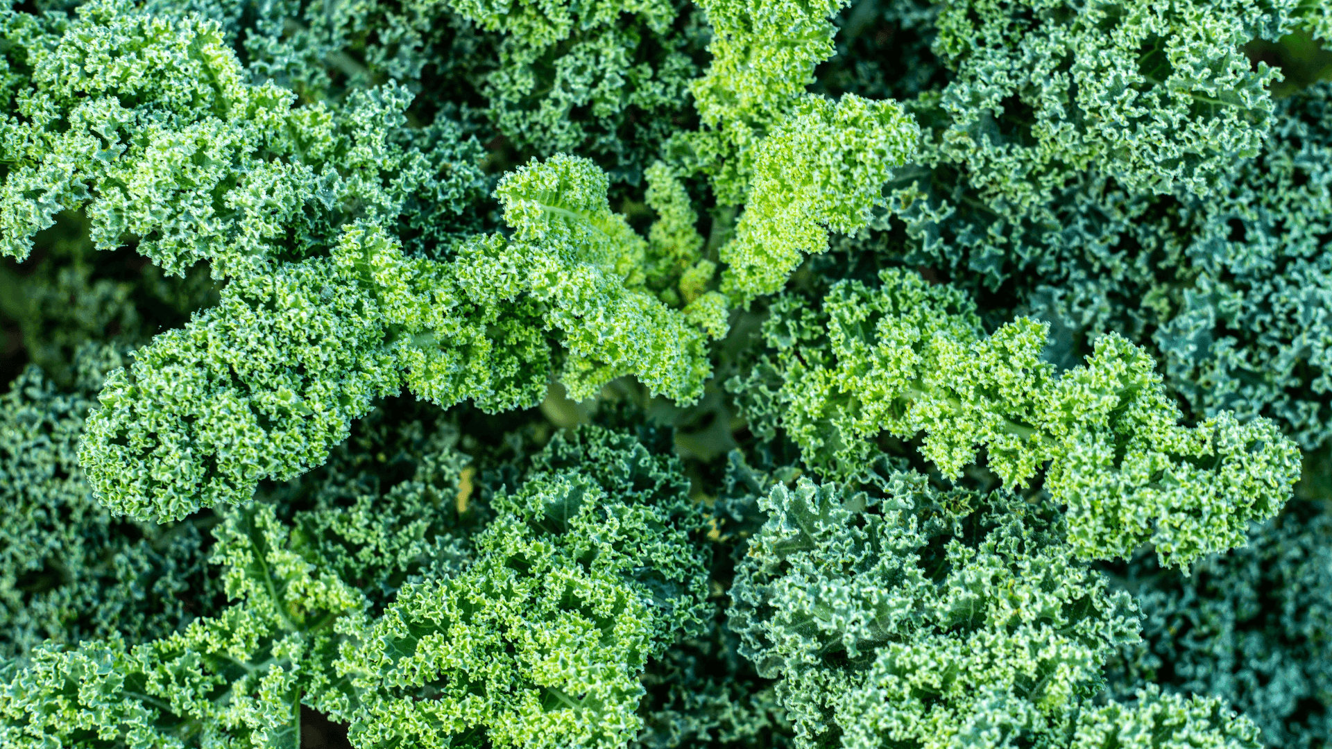 Como cultivar couve Kale: um guia de cultivo para ter sucesso
