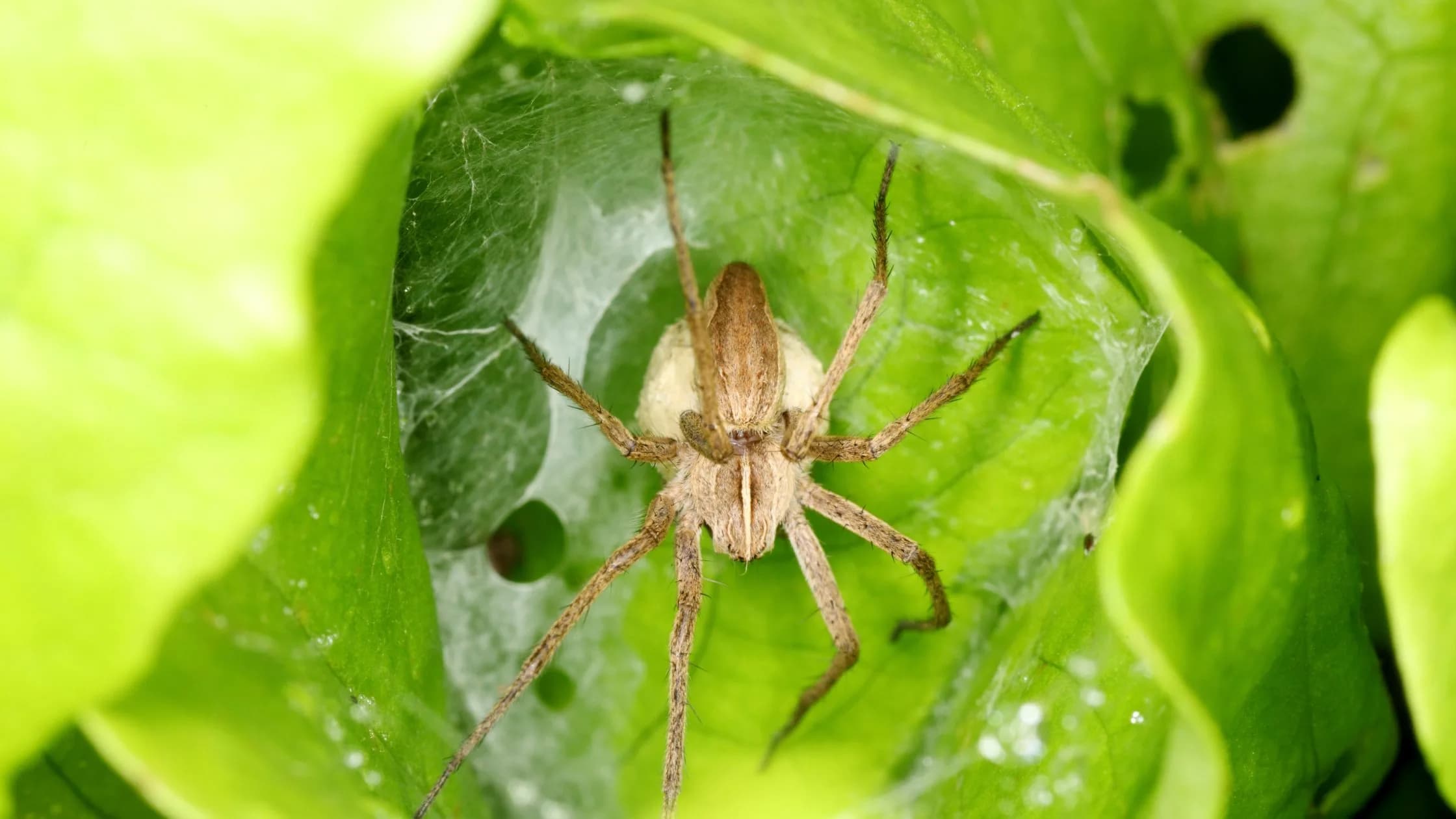 Quais os benefícios das aranhas na agricultura? sabe tudo aqui