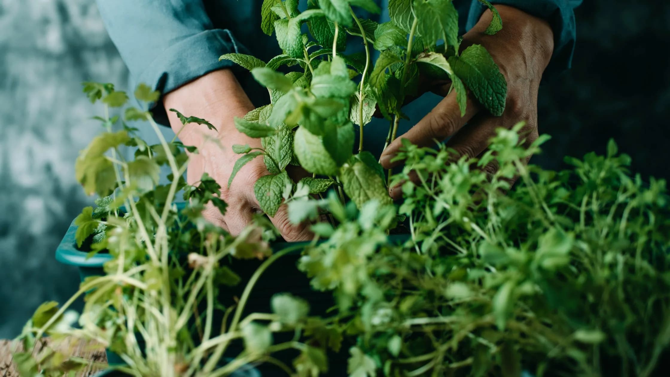 Dicas para o cultivo de ervas aromáticas e medicinais