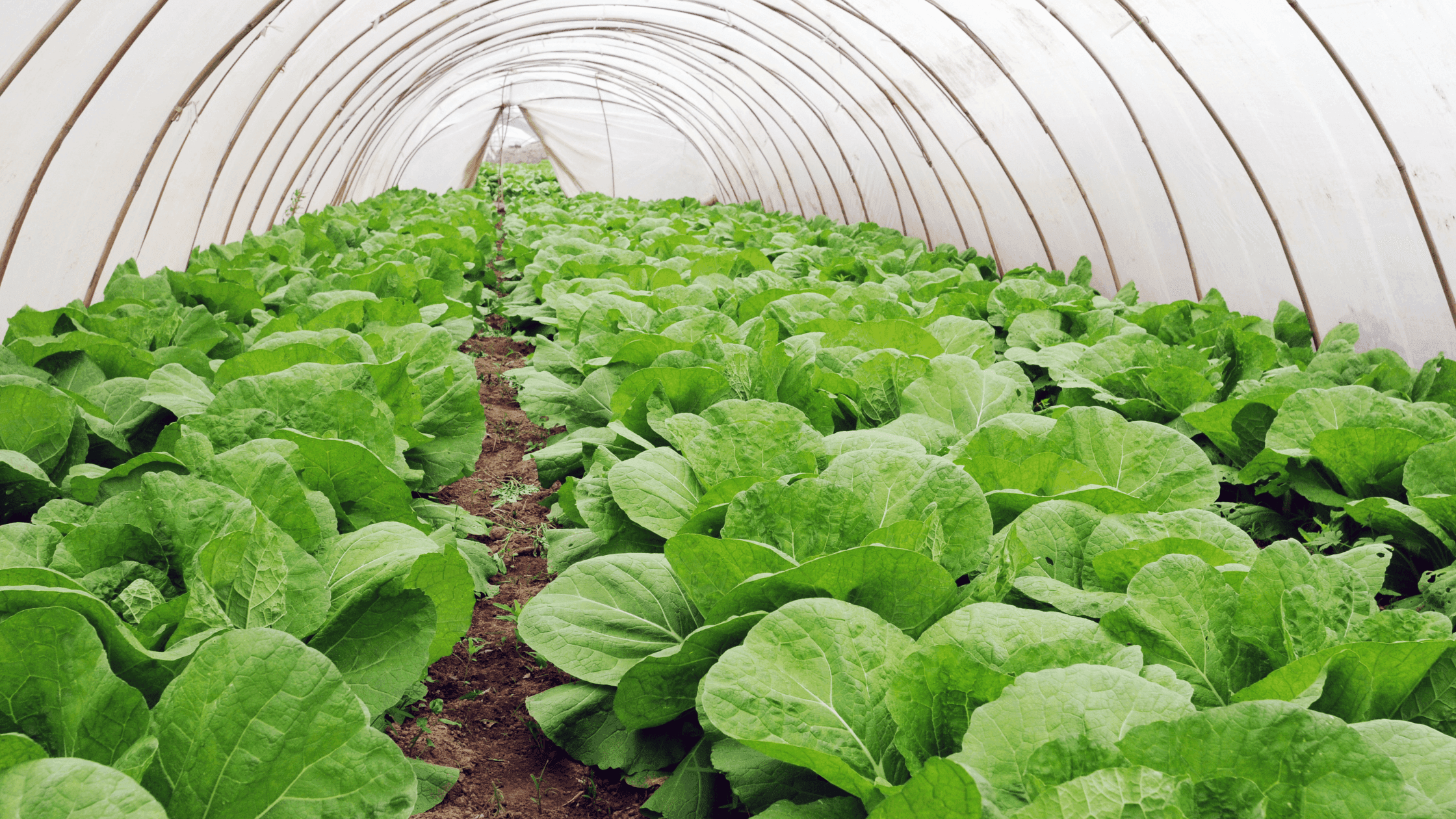 Cultivar no Inverno: Dicas Essenciais para Manter a Sua Horta Saudável e Produtiva