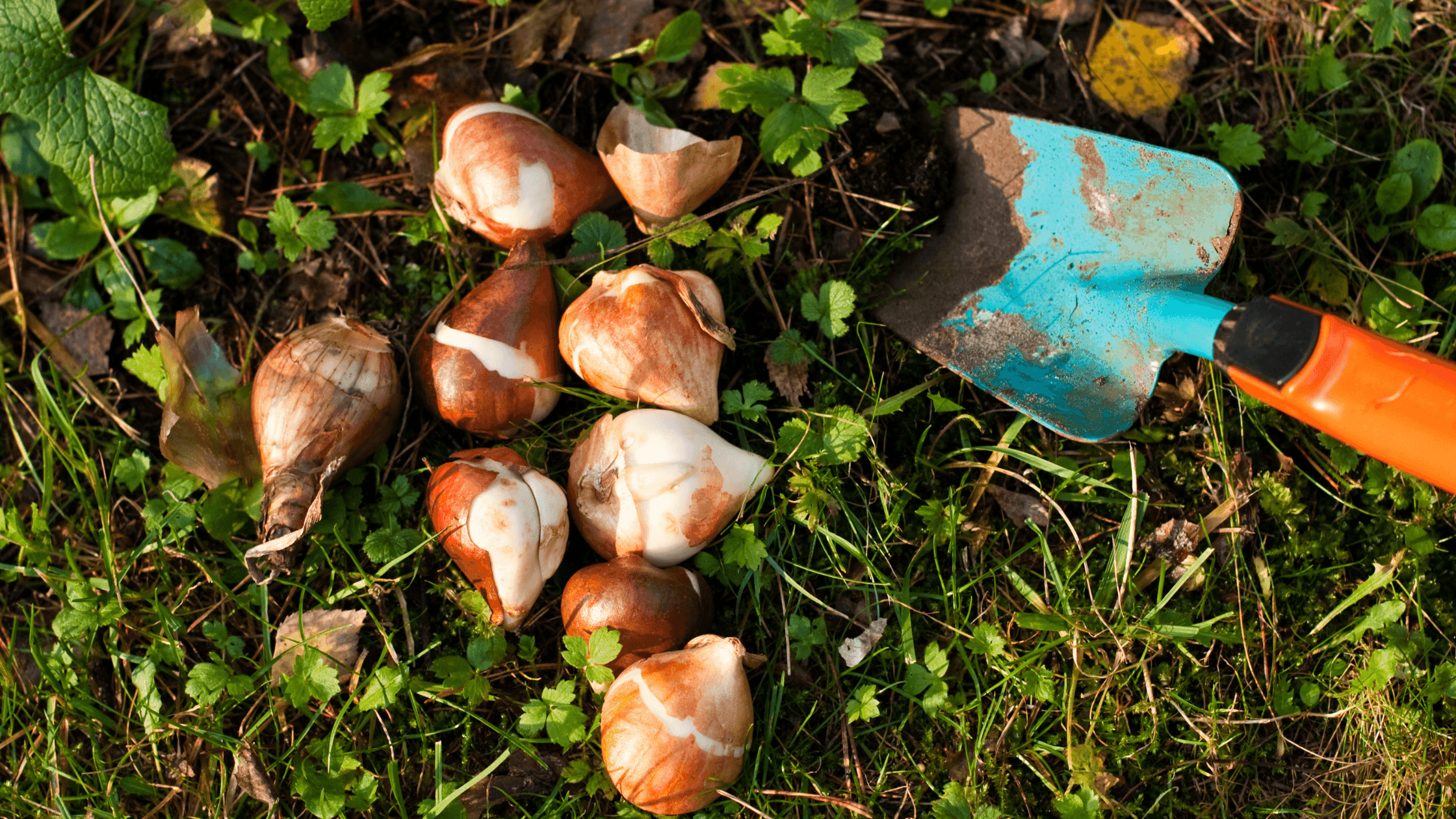 Bolbos para plantar em Novembro e ver florir na Primavera